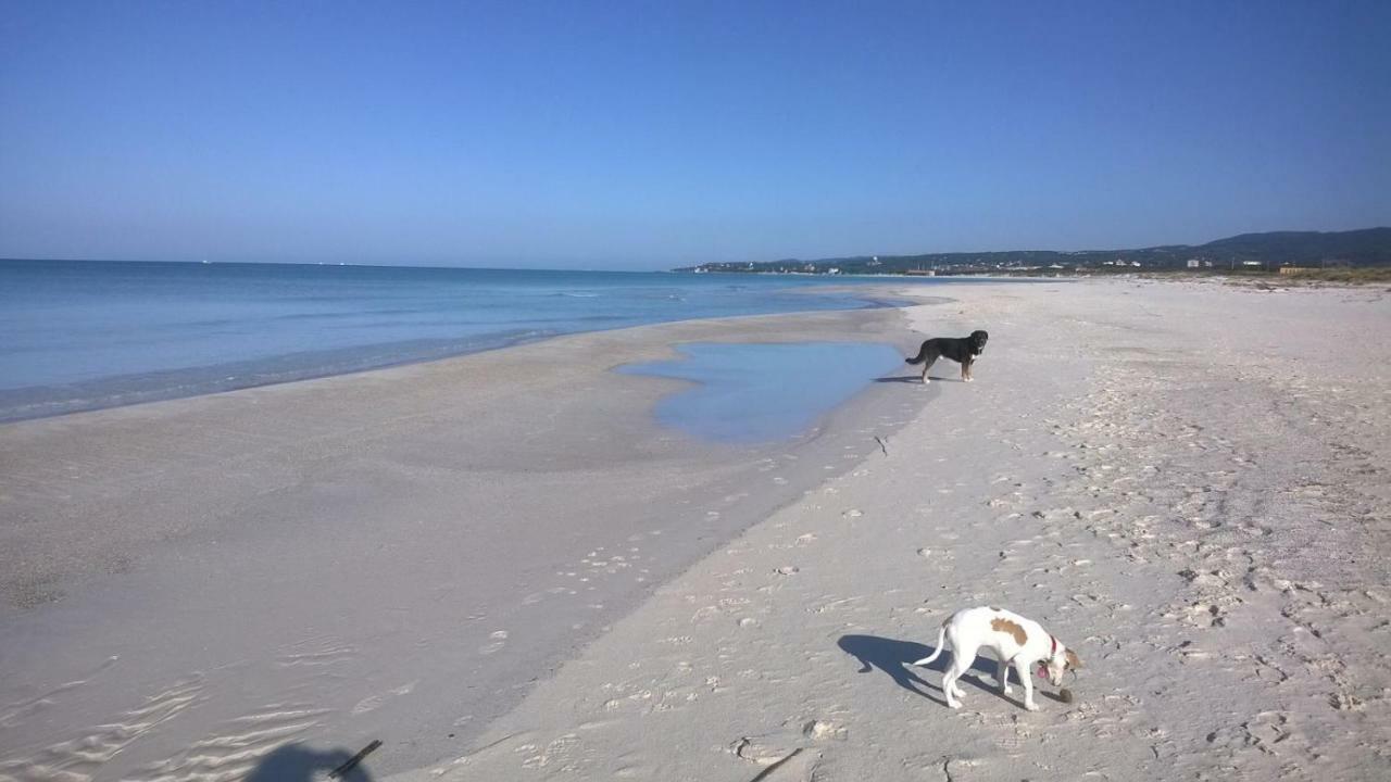 Agriturismo Le Cerbonche Rosignano Marittimo Eksteriør bilde